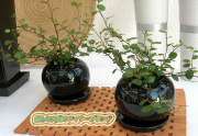 ���դΥ磻�䡼�ץ��ġ����տ�ʪ����Ź