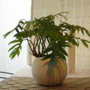 �ե����ǥ�ɥ������󥴡�Ceramic