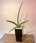 ���տ�ʪSansevieria stucki Godefr