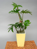 �ե����ǥ�ɥ�������Mini-Cubi