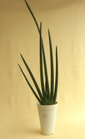 ���󥹥٥ꥢ�������å���