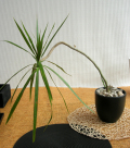 �ɥ饻�ʡ����󥷥�