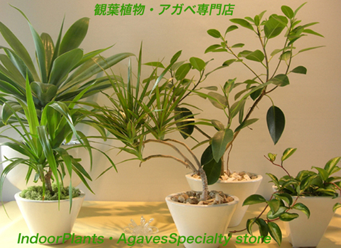 観葉植物アガペ販売専門店エドプランツ