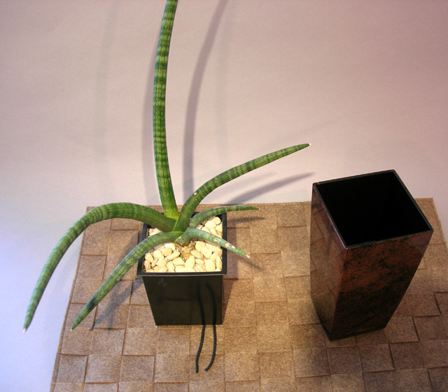 観葉植物Sansevieria stucki Godefrブラウン