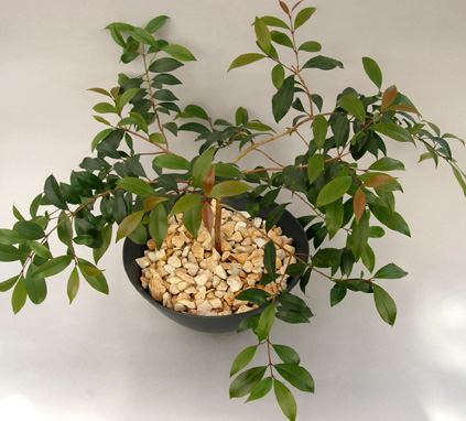観葉植物・ユーギリア