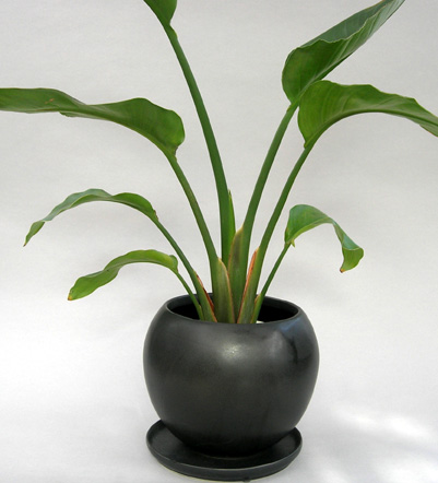 観葉植物オーガスター
