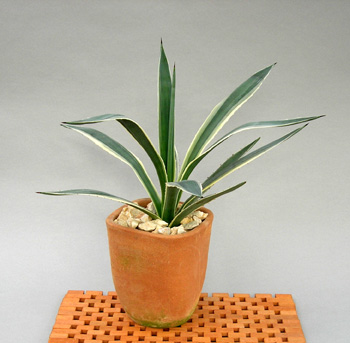 斑入りアガベアメリカーナ