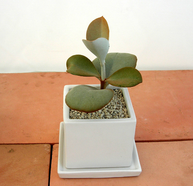 サーキュレント・天人の舞