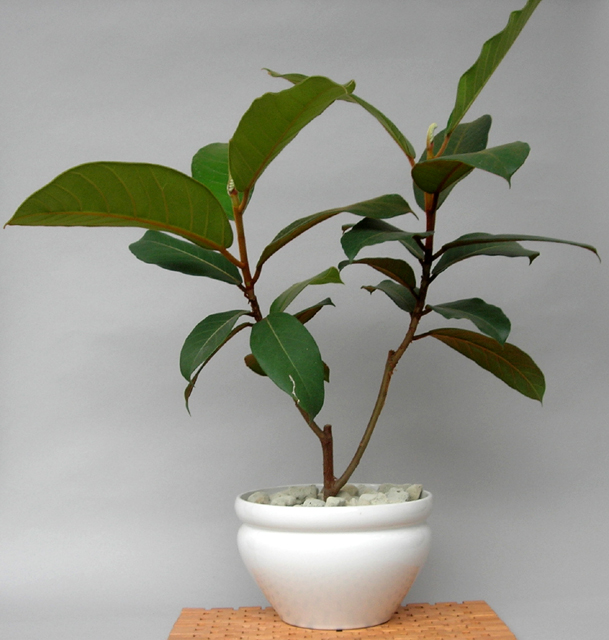 観葉植物フィカス・ベルベット