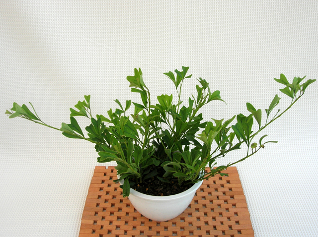 観葉植物のなかでも珍しいシェフレラ トライアンギュラリス