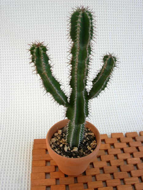 サボテン　ハシラ