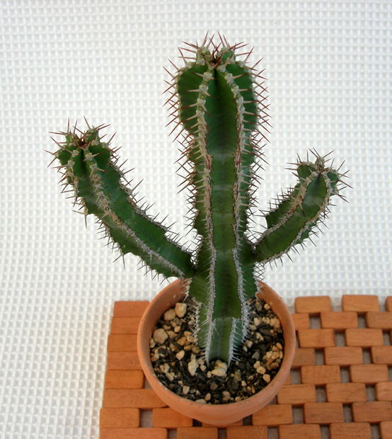 サボテン　ハシラ