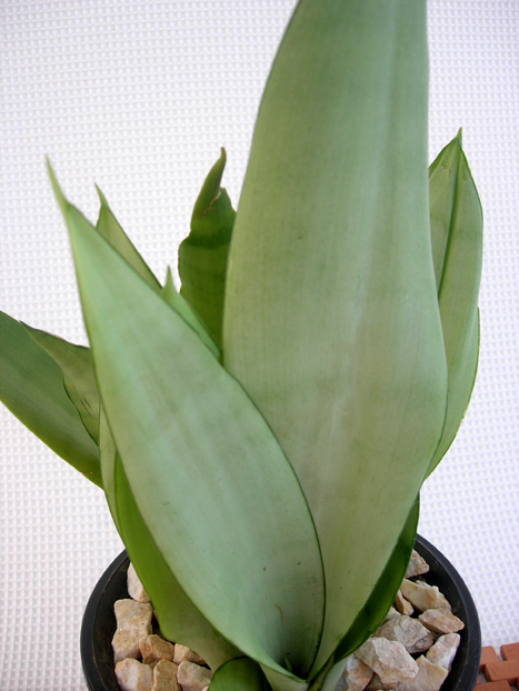 観葉植物サンスベリア シルバーハニーキューブポット