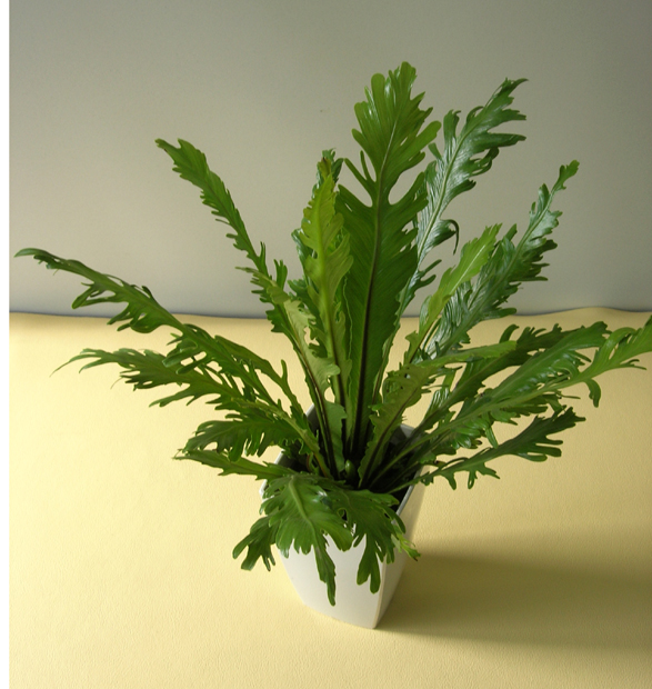 アスプレニューム