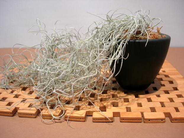 スパニッシュモス　マットブラックプレーンポットS