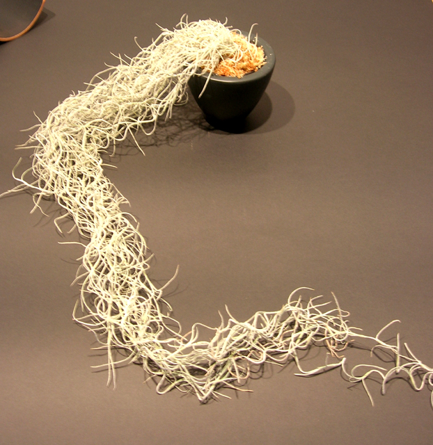 スパニッシュモス　マットブラックプレーンポットS