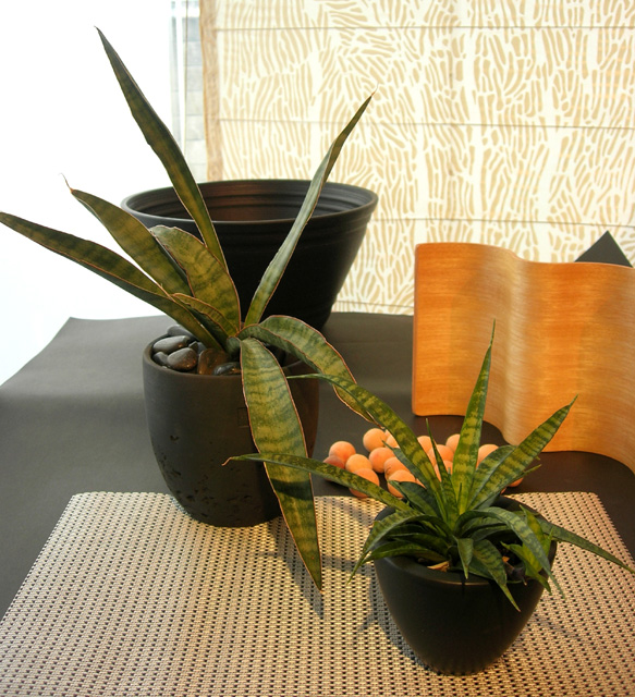 サンスベリア・ヒヤシントイデス