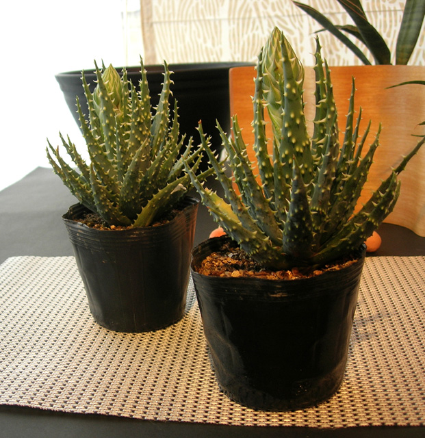 アロエ・ロンギフォーリア