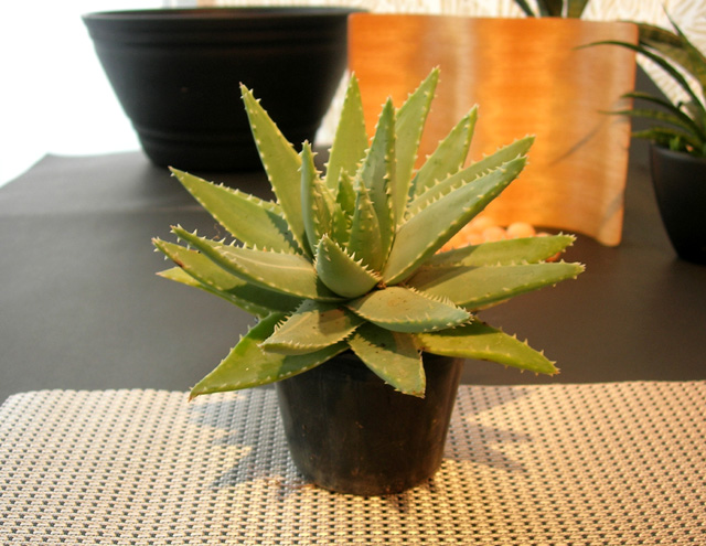 アロエ・童山錦