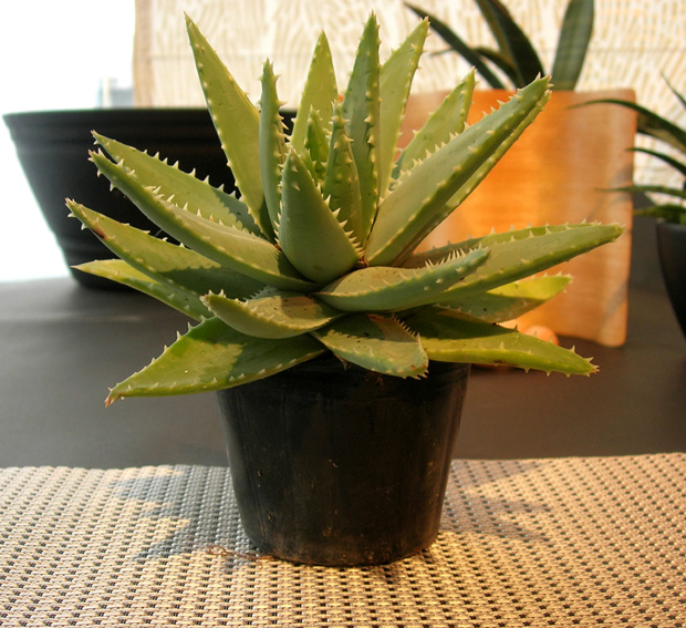 アロエ・童山錦