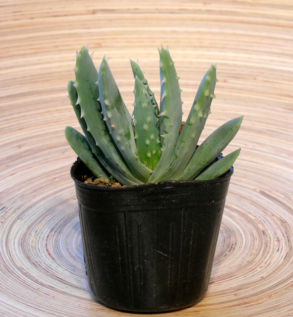 アロエ・ネリー