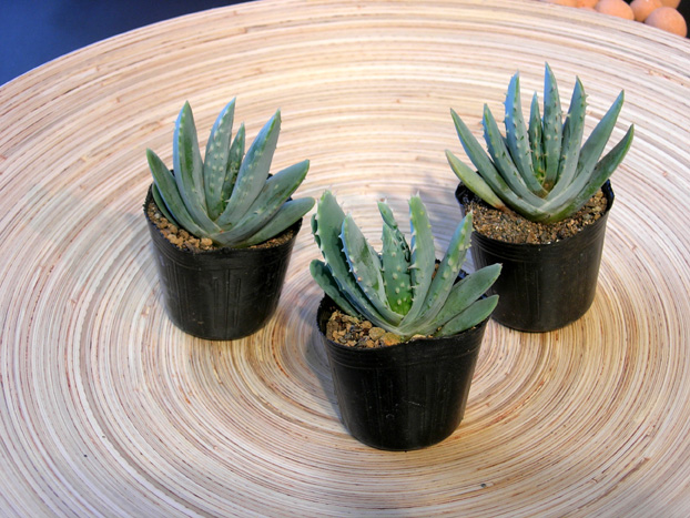 アロエ・ネリー