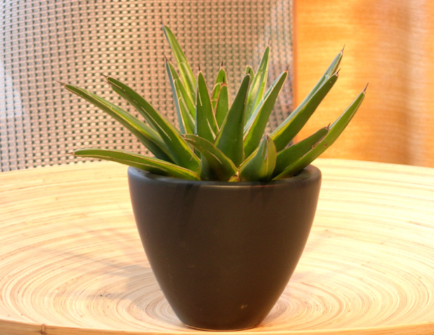 アガベ笹ノ雪錦