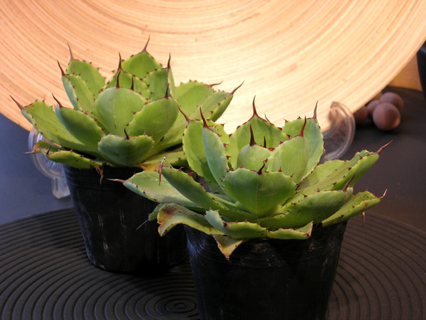 アガベ吉祥冠錦