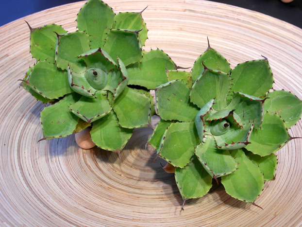 アガベ吉祥冠錦