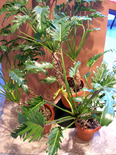 幹上がりクッカバラ