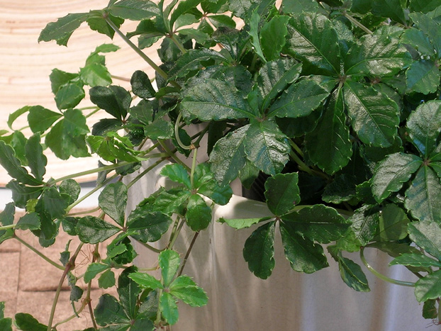 シュガーパイン