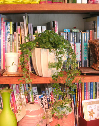 シュガーパイン