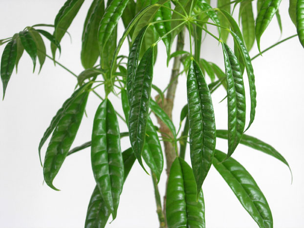 入手困難な激レアの限定一品シェフレラ スターシャイン入荷