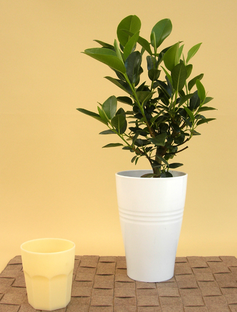 フィカス・フランスゴム