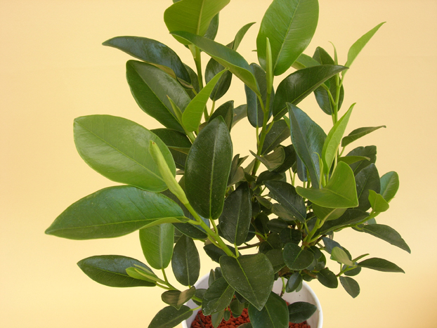 フィカス・フランスゴム　カーボンユニック