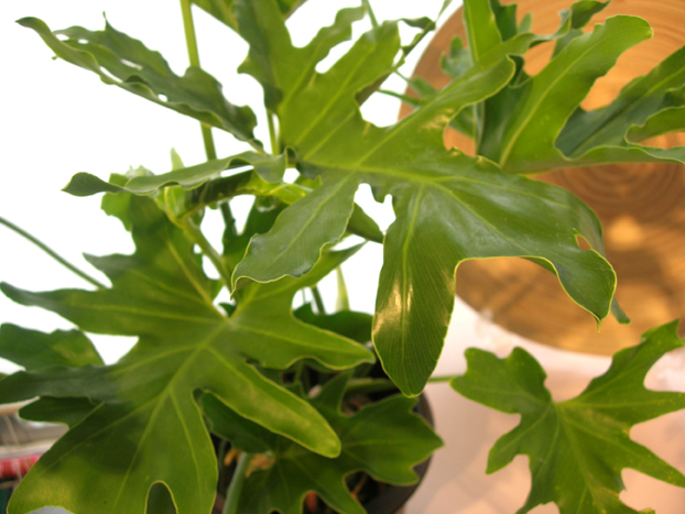 フィロデンドロン・セローム