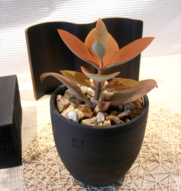 オリグヤリス・黒幻ナツメ