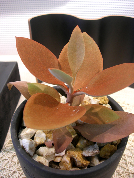 オリグヤリス・黒幻ナツメ