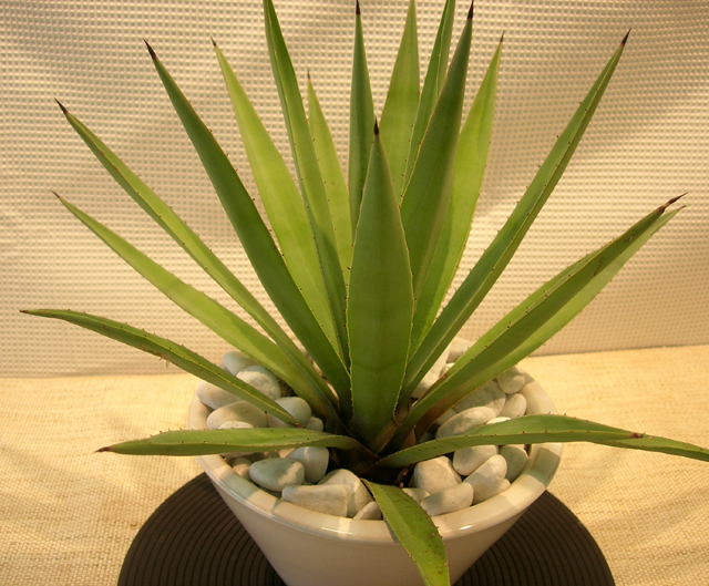 アガベアメリカーナ・エレックディープボウル