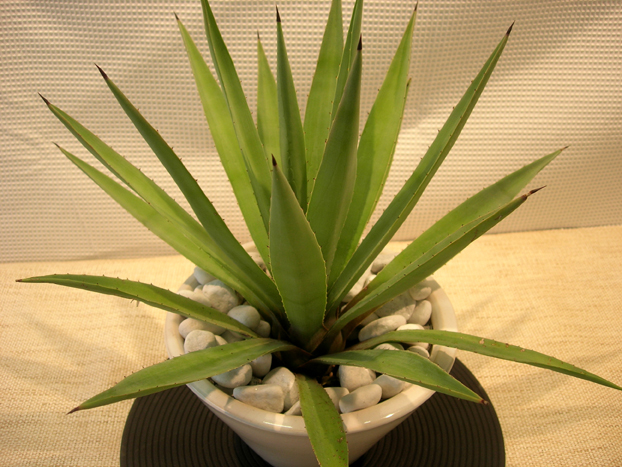 アガベアメリカーナ・エレックディープボウル