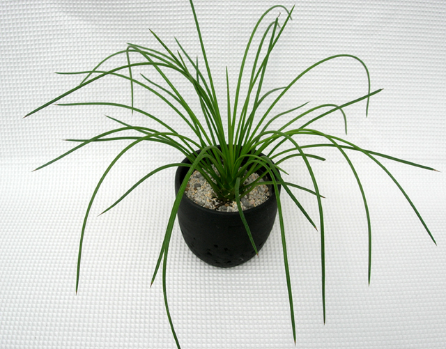 アガベ・ゲミニフローラ