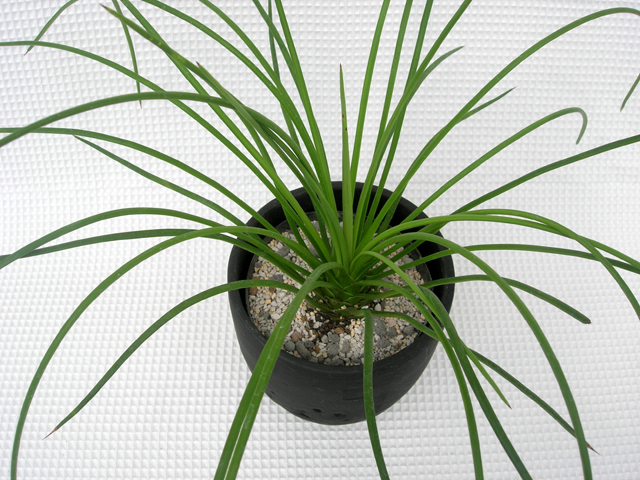 アガベ・ゲミニフローラ