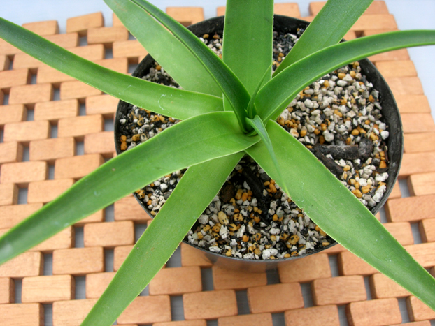 アガベ・ブラクテオサ