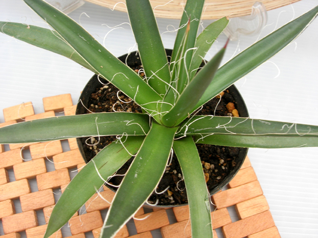 アガベ　フィリフェラ