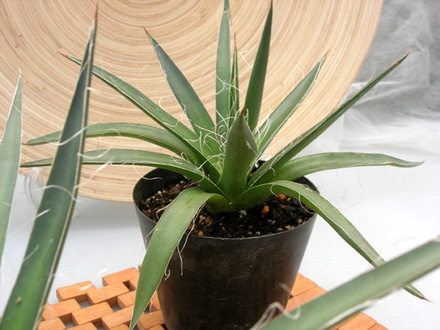 アガベ　フィリフェラ