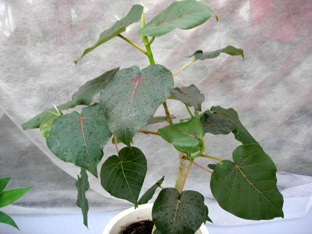 フィカス・ペティオラリス