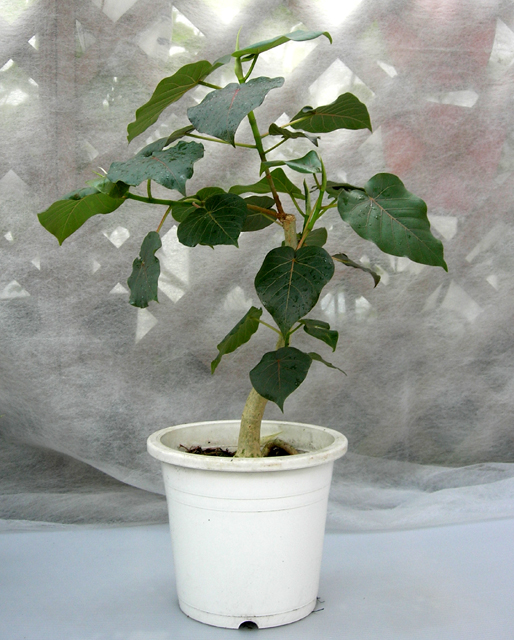 フィカス・ペティオラリス