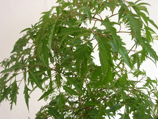 観葉植物 限定品2鉢ポリシャス フルティコサ
