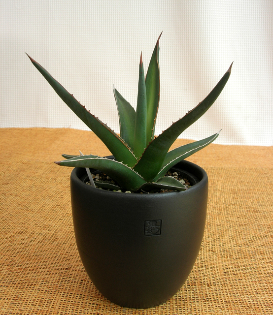 アガベ・トライアングラリス