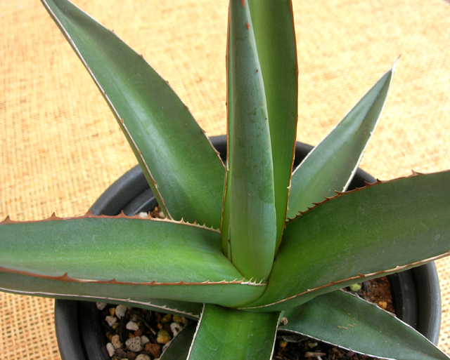 アガベ・トライアングラリス